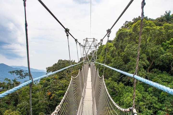 Canopy Walk in Nyungwe Forest: A One-Day Adventure Above Rwanda's Ancient Rainforest photo 2
