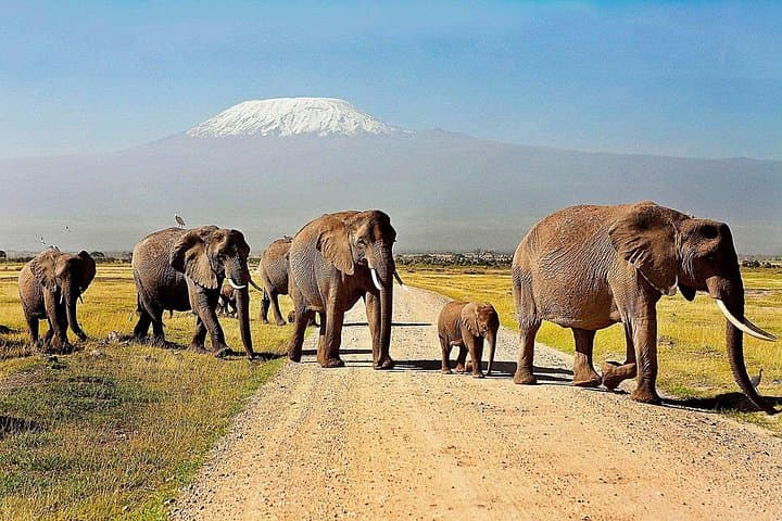 Amboseli Day Trip from Nairobi — Kilimanjaro Views & Elephant Safari