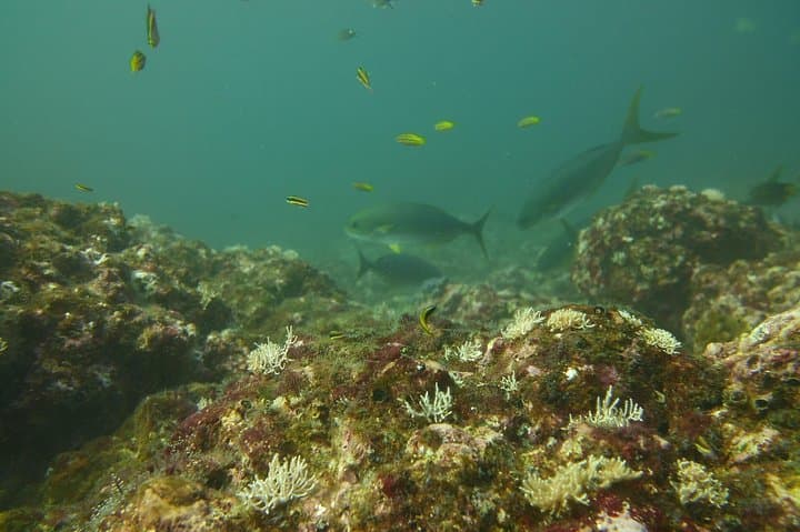 Tamarindo Half-Day Snorkeling Trip to Catalina’s Archipelago photo 6