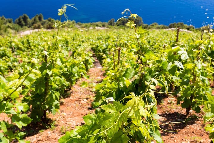 Pelješac & Ston Small-Group Food and Wine Experience from Dubrovnik photo 3