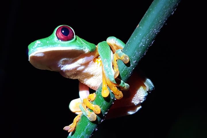 Manuel Antonio Night Tour: After-Dark Wildlife Walk Near Quepos photo 1