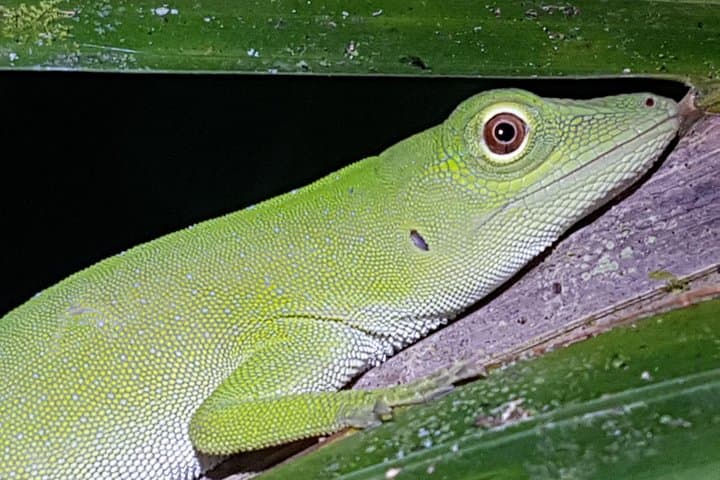 Manuel Antonio Night Tour: After-Dark Wildlife Walk Near Quepos photo 2
