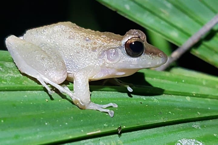 Manuel Antonio Night Tour: After-Dark Wildlife Walk Near Quepos photo 3