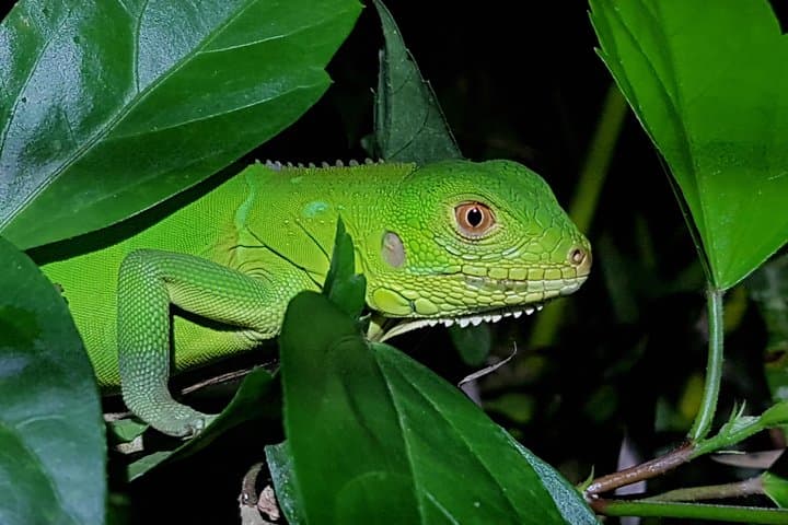 Manuel Antonio Night Tour: After-Dark Wildlife Walk Near Quepos photo 4