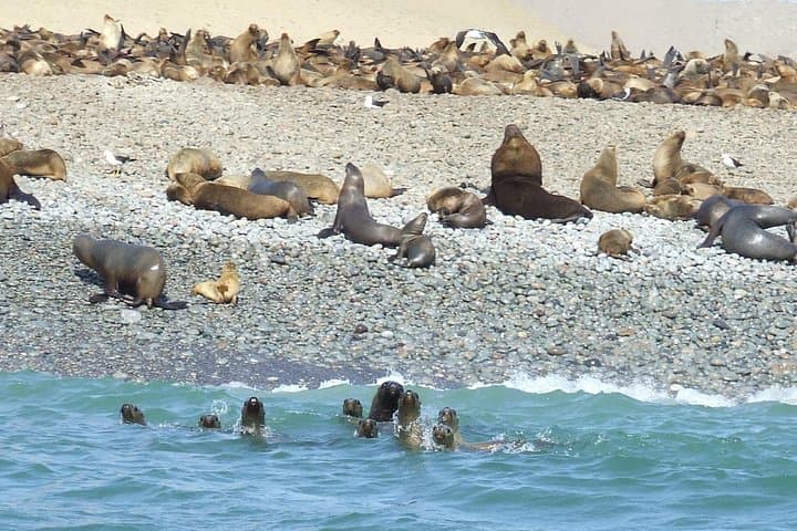 Paracas Full-Day: Ballestas Islands, Paracas National Reserve & Sandboarding photo 1