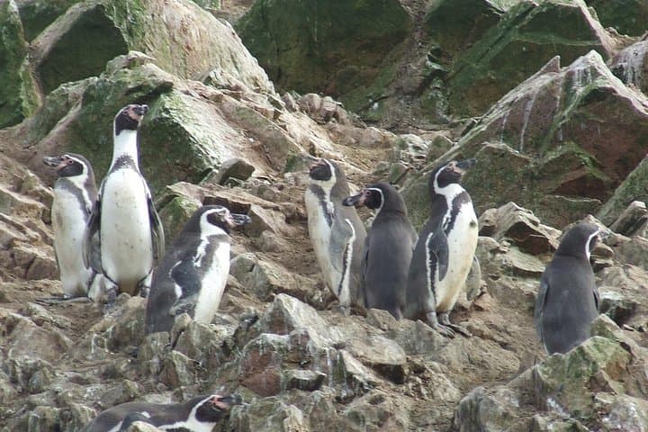 Paracas Full-Day: Ballestas Islands, Paracas National Reserve & Sandboarding photo 4