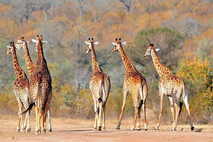 Tarangire Day Safari — Home of Elephants and Baobabs photo 2