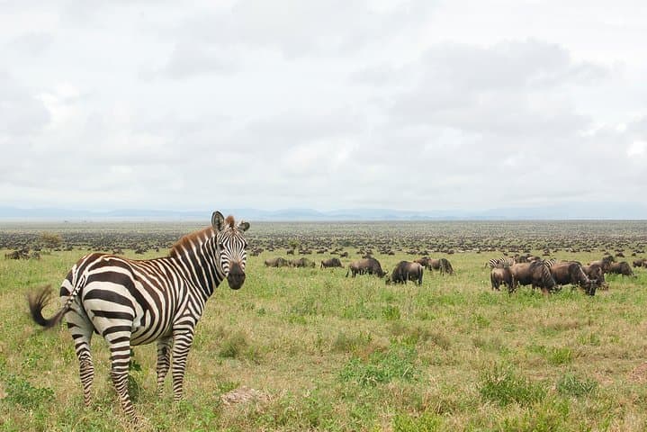 Ngorongoro Crater Day Trip: Big Five Safari from Arusha photo 5