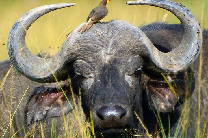 Full-Day Lake Manyara Safari — Tree-Climbing Lions, Hippos & Birdlife photo 2