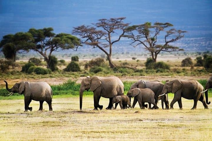 Full-Day Lake Manyara Safari — Tree-Climbing Lions, Hippos & Birdlife photo 3