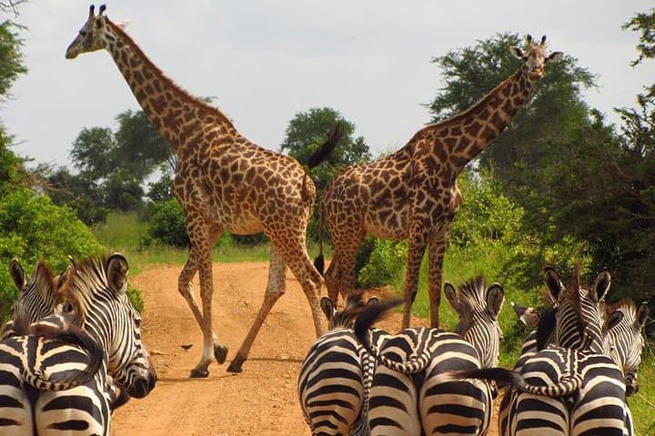 Full-Day Lake Manyara Safari — Tree-Climbing Lions, Hippos & Birdlife photo 4