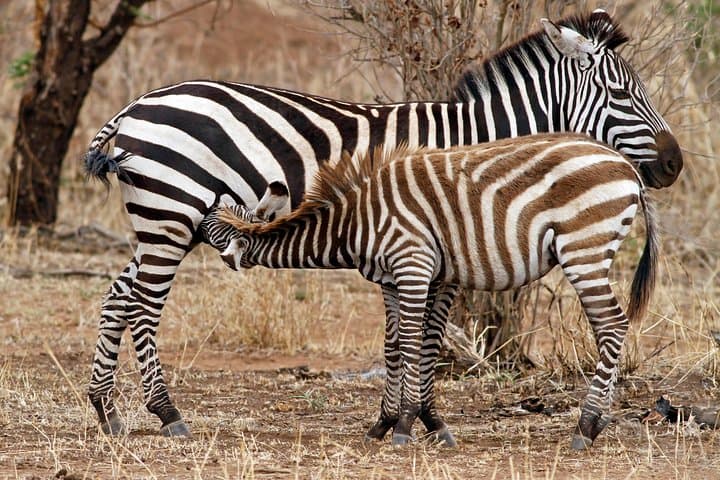 Full-Day Lake Manyara Safari — Tree-Climbing Lions, Hippos & Birdlife photo 5