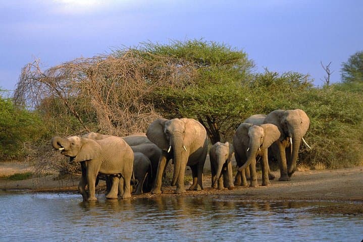 Full-Day Lake Manyara Safari — Tree-Climbing Lions, Hippos & Birdlife photo 6