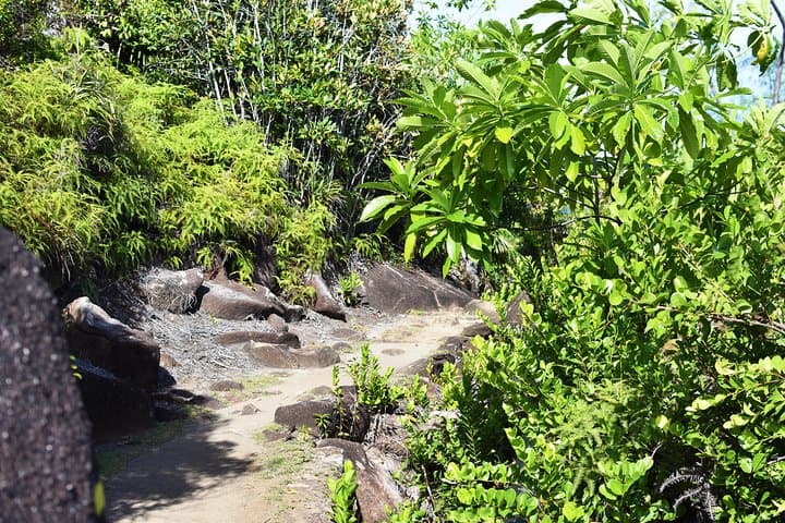 Mahé Private Nature Trail Hike — Panoramic Views & Endemic Wildlife photo 6