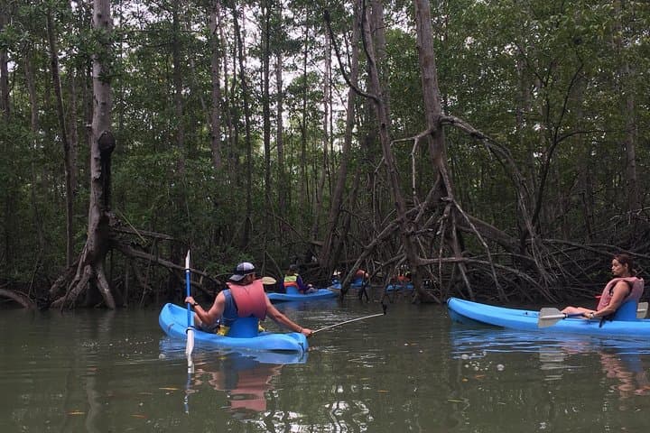 Kayak the Damas Mangroves Near Quepos: 4-Hour Wildlife Paddle
