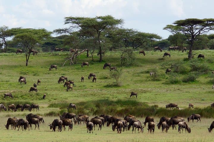 Inside the Maasai Mara: 3-Day Air Safari to Hippo Pools and the Great Migration photo 3
