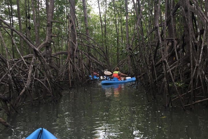 Kayak the Damas Mangroves Near Quepos: 4-Hour Wildlife Paddle photo 3