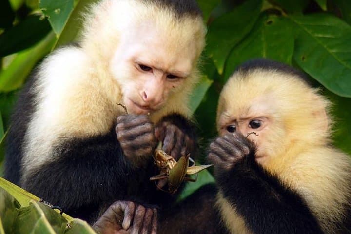 Kayak the Damas Mangroves Near Quepos: 4-Hour Wildlife Paddle photo 4