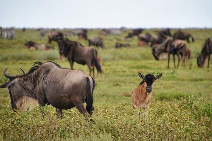 5-Day Great Wildebeest Calving Safari: Ndutu & Southern Serengeti Calving Season photo 2