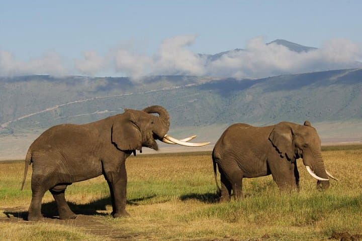 Ngorongoro Crater Day Trip: Big Five Safari from Arusha photo 2