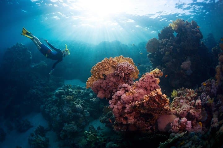PADI Advanced Open Water Course in Menjangan — Dive Bali’s Coral Gardens photo 5