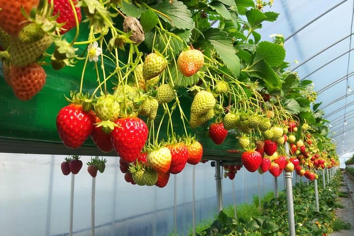 Private Tour: Organic Strawberry Farm, Nami Island & Petite France Day Trip from Seoul