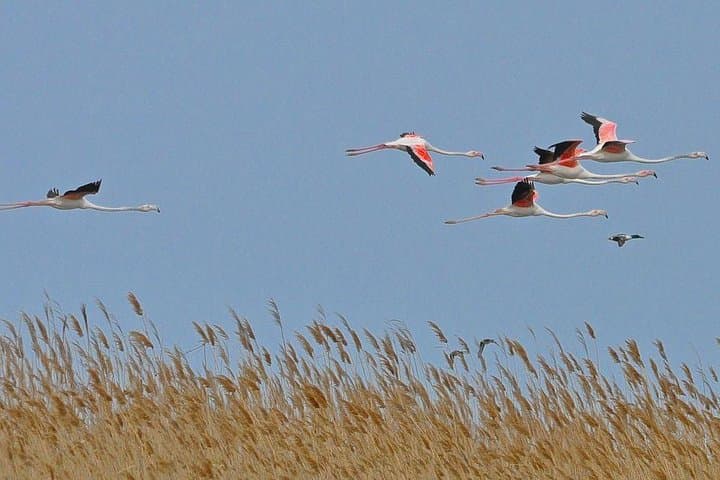 Hirkan & Qizilagac National Reserves Tour — Azerbaijan's Forests and Bird Havens