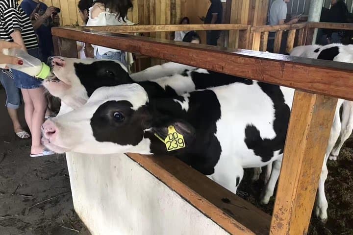 Kota Kinabalu ATV Riding & Dairy Farm at Mount Kinabalu — ATV, Paragliding and Farm Tour photo 5