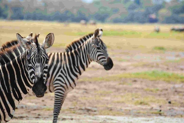 Exploring Nairobi National Park: A Unique Safari on the City’s Edge photo 2