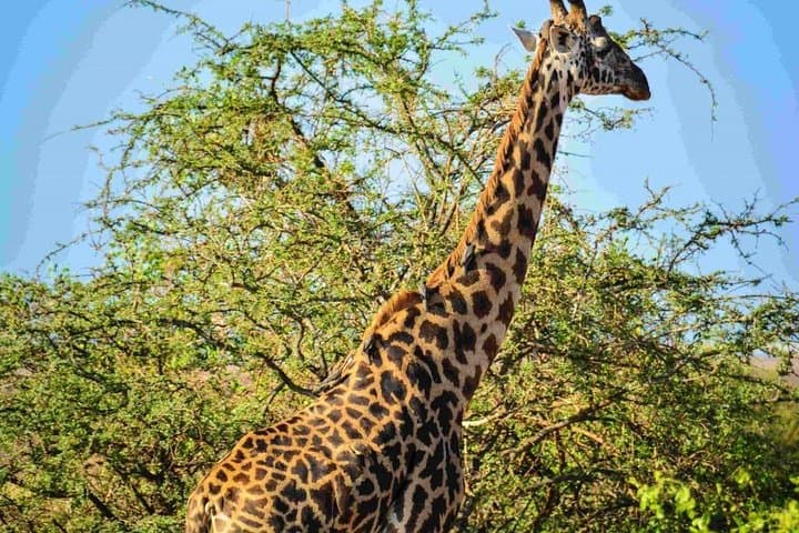 Exploring Nairobi National Park: A Unique Safari on the City’s Edge