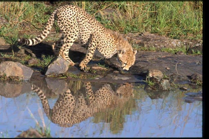 Exploring Nairobi National Park: A Unique Safari on the City’s Edge photo 3