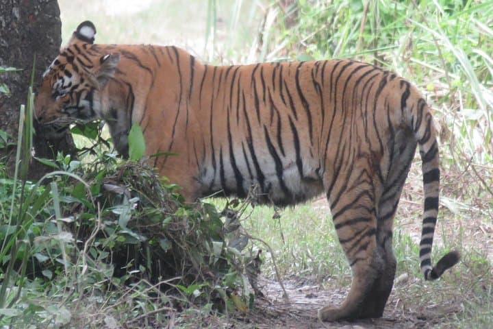 4-Day Tiger Tracking Safari in Chitwan National Park — Sauraha Jungle Walk & Jeep photo 1