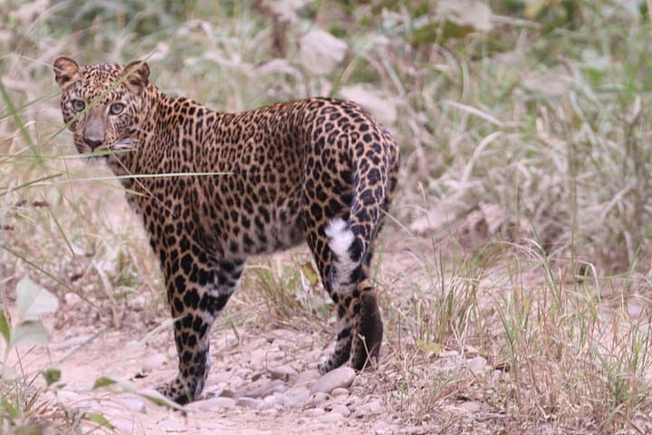 4-Day Tiger Tracking Safari in Chitwan National Park — Sauraha Jungle Walk & Jeep photo 2