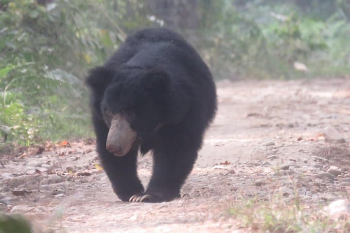 4-Day Tiger Tracking Safari in Chitwan National Park — Sauraha Jungle Walk & Jeep photo 3