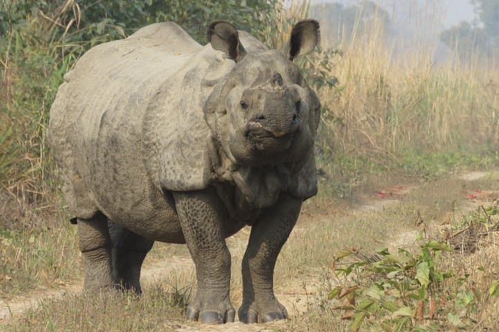 4-Day Tiger Tracking Safari in Chitwan National Park — Sauraha Jungle Walk & Jeep photo 4