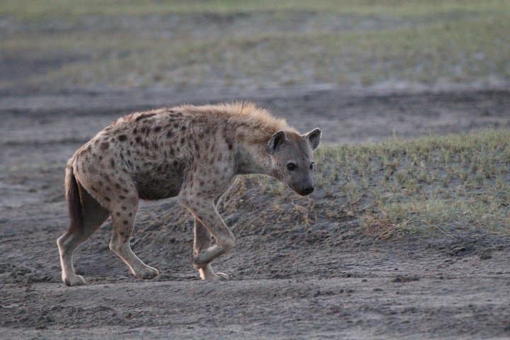 Inside Ngorongoro Crater: Full-Day Safari from Arusha photo 2