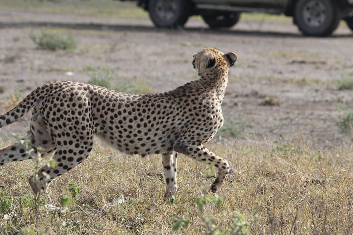 Inside Ngorongoro Crater: Full-Day Safari from Arusha photo 3