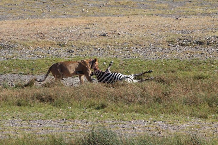 Inside Ngorongoro Crater: Full-Day Safari from Arusha photo 6