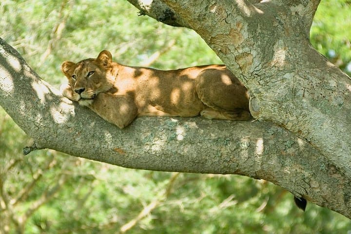 20-Day East African Safari: Kenya, Tanzania & Uganda Wildlife Circuit photo 4