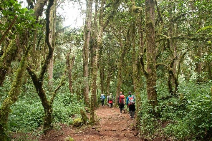 Mount Kilimanjaro Day Tour — Marangu Route to Mandara Hut (Day Hike Guide)