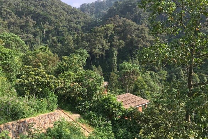 3-Day Bwindi Gorilla Trekking Safari: Track Mountain Gorillas in Uganda photo 6