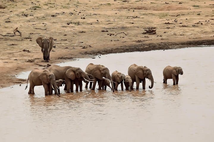 Amboseli Day Excursion: Kilimanjaro-Backed Elephant Safari from Nairobi
