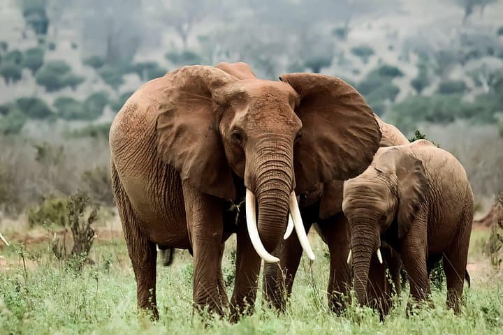 Amboseli Day Excursion: Kilimanjaro-Backed Elephant Safari from Nairobi photo 2