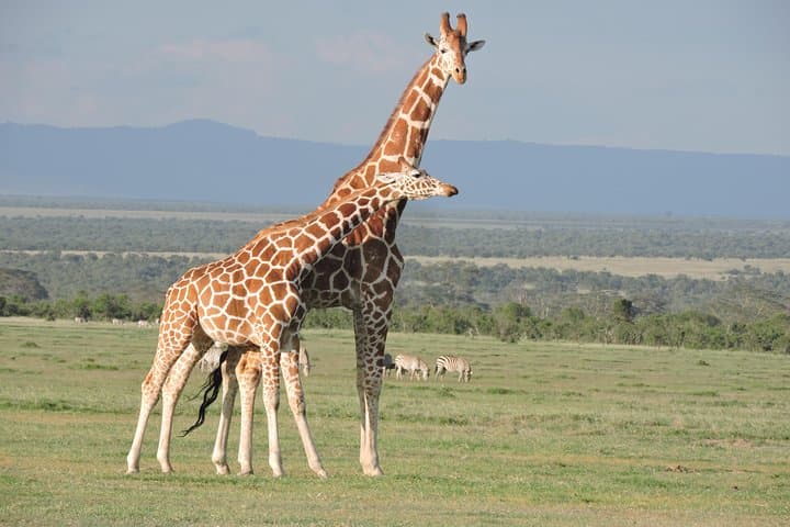 Ol Pejeta Safari & Mount Kenya Day Hike — 3-Day Wildlife and Conservation Experience photo 1