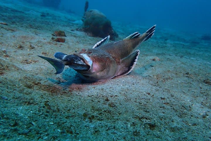 Discover Scuba Diving off Barú: Half-Day Guided Dives from Cartagena photo 6