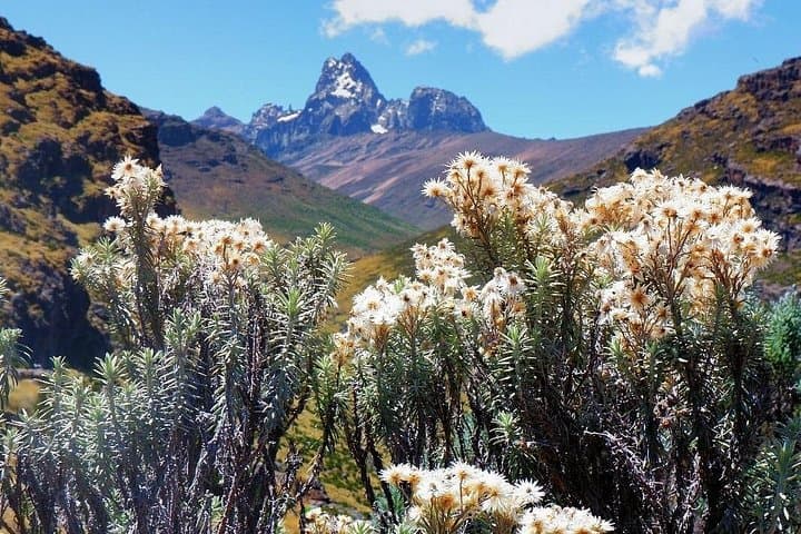 Ol Pejeta Safari & Mount Kenya Day Hike — 3-Day Wildlife and Conservation Experience photo 2