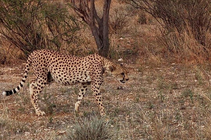Ol Pejeta Safari & Mount Kenya Day Hike — 3-Day Wildlife and Conservation Experience photo 3