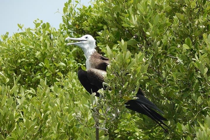 Isla Contoy Day Trip: Snorkel Turquoise Reefs & Watch Nesting Birds from Cancún photo 2