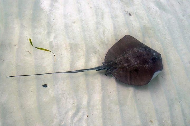 Isla Contoy Day Trip: Snorkel Turquoise Reefs & Watch Nesting Birds from Cancún photo 6