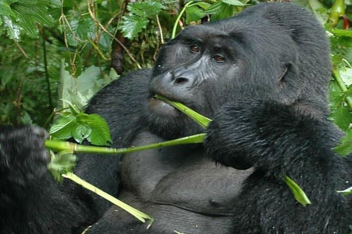 2-Day Bwindi Gorilla Trekking Adventure from Kigali